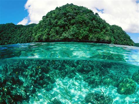 Download Palau Coral Reef Wallpaper