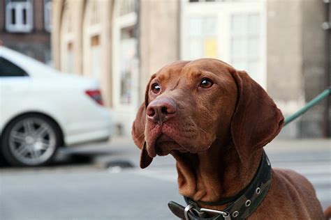 Check spelling or type a new query. Using a Vizsla Rescue Can Save Time and Money While ...