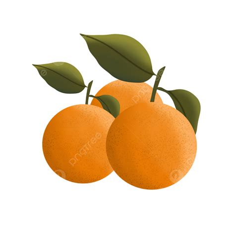 세 개의 오렌지 과일 과일 과일 삽화 일러스트레이터 오렌지 Png 일러스트 및 Psd 이미지 무료 다운로드 Pngtree