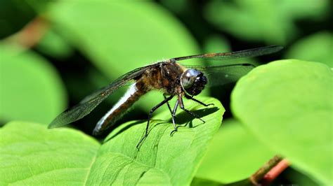 Le Monde Fascinant Des Insectes On Les Observant Respect Flickr