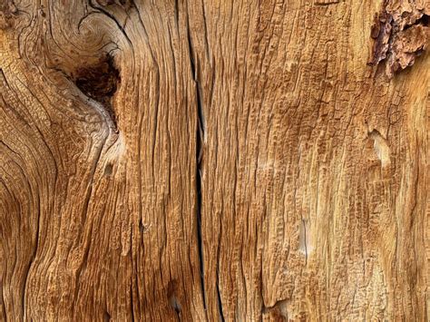 Wood Log Close Up Tree Grain Free Textures