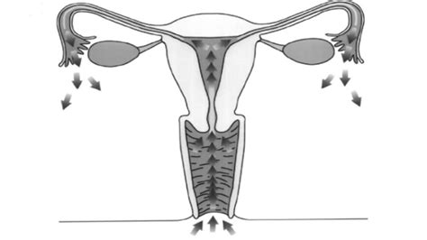 Case Of Non Surgical Pneumoperitoneum After Oral Sex