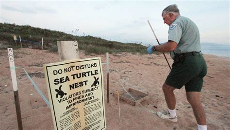 Do Not Disturb Floridas Nesting Sea Turtles
