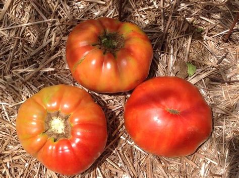 Tomato Solanum Lycopersicum Steakhouse Hybrid In The Tomatoes