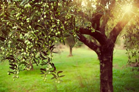 How To Care For Olive Trees Hunker Olive Tree Growing Olive Trees