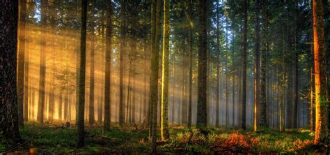 Nature Landscape Sunrise Forest Sun Rays Germany Trees Mist