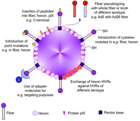 Viruses | Free Full-Text | Genetic and Chemical Capsid Modifications of
