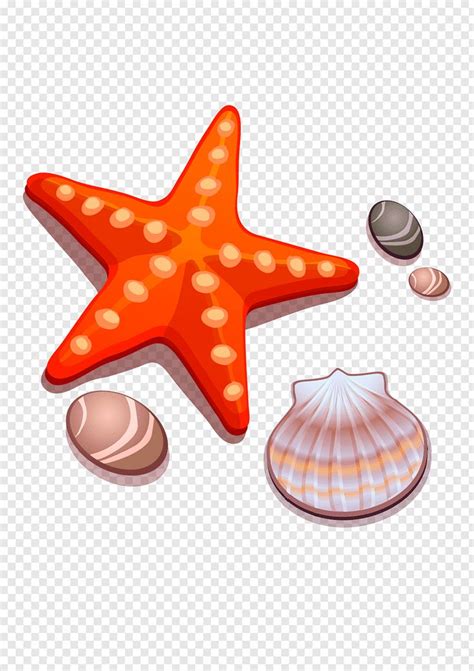 This clipart image is transparent backgroud and png format. Starfish and clam shell illustration ... in 2020 (With ...