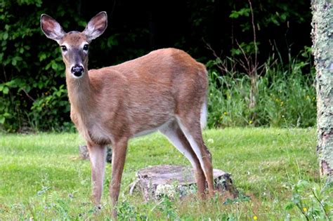 Canadian Geographic Photo Club Doe A Deer A Female Deer