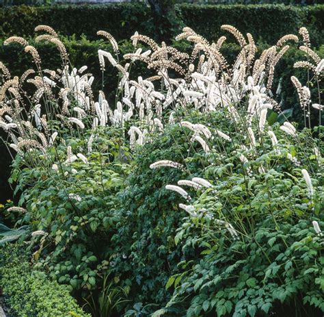 Bugbane Gardening From House To Home