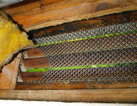 We did not find results for: Rats-this post is not for the squeamish! - Charles Buell ...