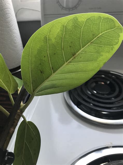 Ficus Audrey Spots Are The Bottom Of All Leaves And I Cant Find Any
