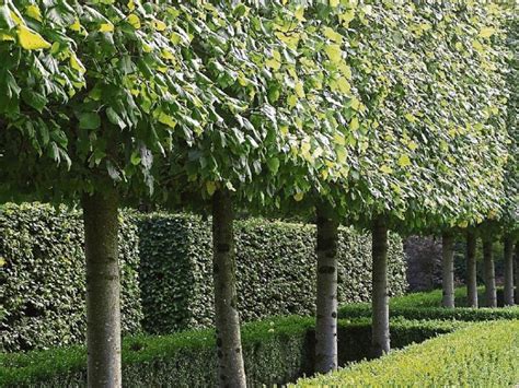 Gardening Choose The Best Trees For Screening Your Garden Leinster