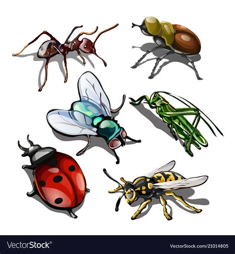 Set Of Insects Isolated On White Background Vector Image