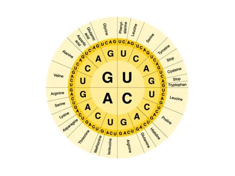 Amino Acid Chart Science ShowMe