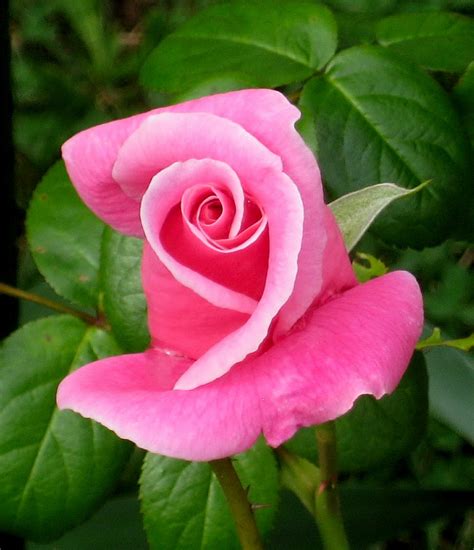 Beautiful Pink Rose Bud Photo Graysentinel Photos At
