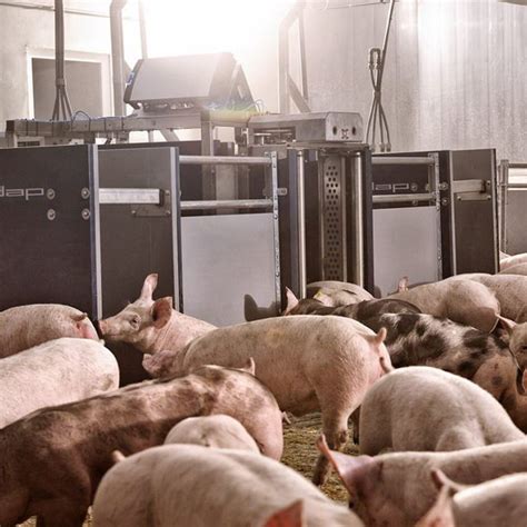 Pig Sorting Gate Nedap Livestock Management Automated With Weight