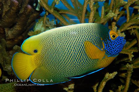 Blue Face Angelfish Pomacanthus Xanthometopon 09455