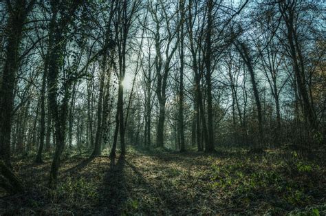 Free Images Landscape Tree Nature Path Grass Wilderness Branch