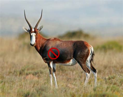 Hunting Blesbok