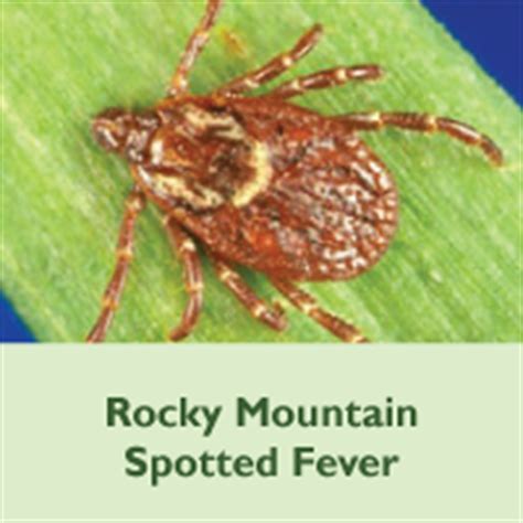 A severe infection of rmsf can cause bleeding or clotting in the blood vessels. Emerging Disease Issues - Rocky Mountain Spotted Fever