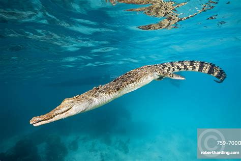 Saltwater Crocodile Crocodylus Porosus Micronesia Stock Photo