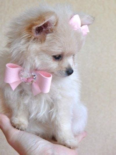 Pretty Pink Bow Tie Looks Perfect For A Pretty Pomeranian