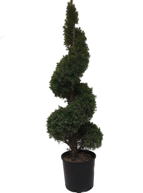 Dwarf Alberta Spruce Picea Glauca Conica 3 Gallon