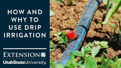 How And Why To Use Drip Irrigation YouTube