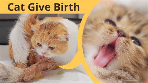 My Cat Giving Birth To 2 Kittens With Complete Different Breed Youtube