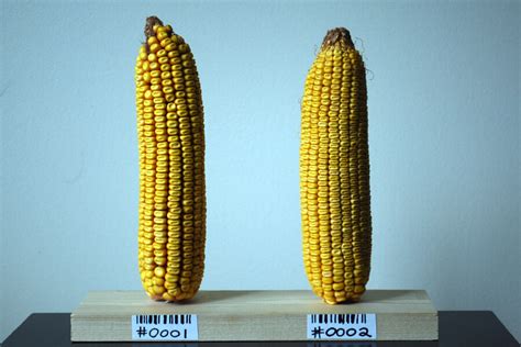 Viewpoint Gmo Vs Non Gmo Foods Theres No Difference To Your Body Or