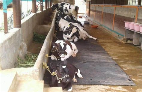 Dairy Farming Subsidy In India A Complete Guide Agri Farming
