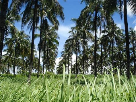 Pucuk daun ubi (manihot esculenta) merupakan sejenis sayuran daun yang dipetik dari pokok ubi yang menjadi makanan masyarakat melayu di malaysia. Manfaat Pohon Kelapa Dari Akar Hingga Pucuk | Pohon, Kelapa