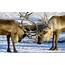 Deer Fight On A Winter Day Wallpaper  Animal Wallpapers 50350
