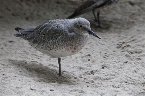 Bird With Grey Feathering And Black Beak Clippix Etc Educational