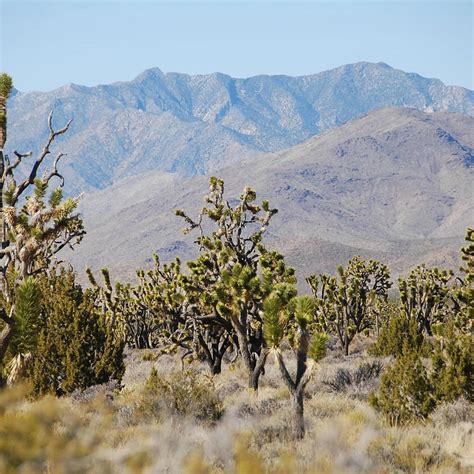 Mojave National Preserve California All You Need To Know Before You Go