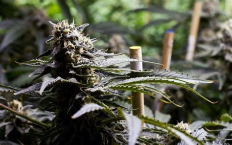 Grow lights are artificial light sources used to mimic the natural spectrum of the sun. Costs of Growing Cannabis at Home vs. Buying Bud at a ...