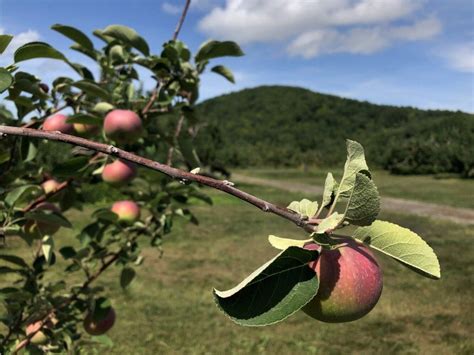 Apple Orchards Near Kennebunkport Me Farm House