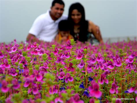 July to september is the best season to visit valley of flowers. Kaas Pathar: Best Time to Visit, How to Reach, Entry More ...