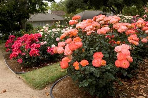 Caring For Roses A Beginners Rose Growing Guide Garden Design Growing Roses Rose Garden