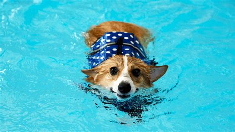7 Dog Swimming Pools In Singapore For Pups Who Love The Water