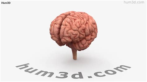 Human Brain 3d Model By Youtube