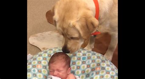 Is your newborn puppy crying itself to sleep? The newborn's crying, but don't worry mom—the dog's got ...