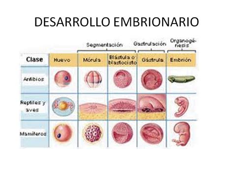 Biología Del Ies Pedro Gomez Proceso De Desarrollo Embrionario De