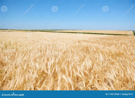 Yellow Wheat Field And Clear Sky Is In The Bright Sunny Day Beautiful