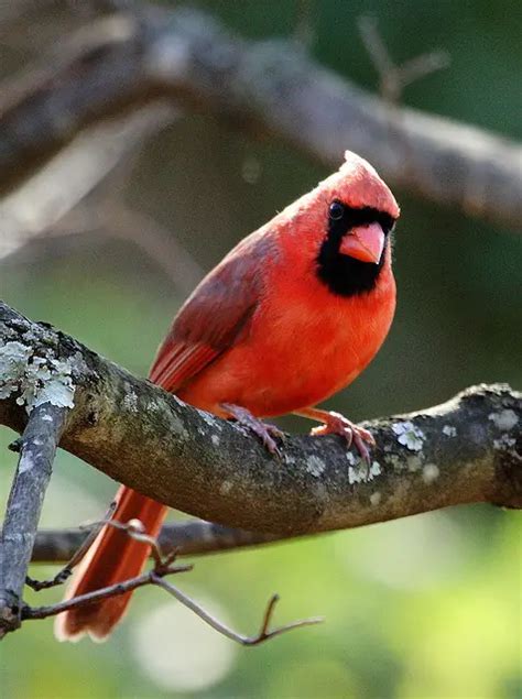 Indiana State Bird Northern Cardinal