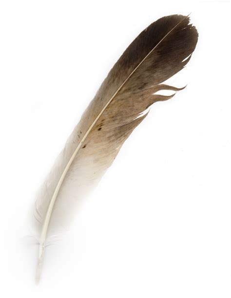 Bird Feather Free Stock Photo Public Domain Pictures
