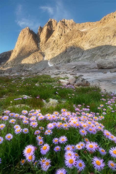 Upper Titcomb Basin Wildflowers Wind River Range Wyoming Alan