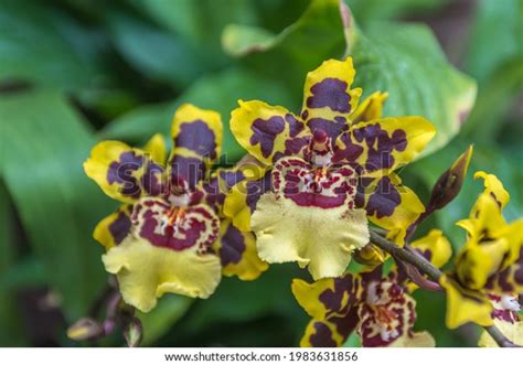 Dancinglady Orchid Oncidium Orchid Golden Shower Stock Photo 1983631856