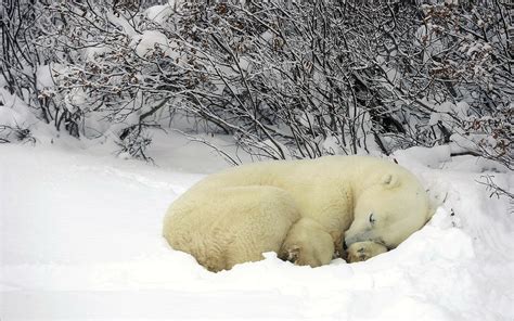 Polar Bear Sleeping In The Snow